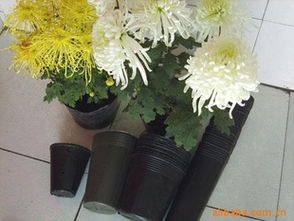 規(guī)?；嘤?經(jīng)濟(jì)型花卉周轉(zhuǎn)筐供應(yīng)商推薦！熱鍍管批量最優(yōu)選——玉田縣欣然塑料制品廠