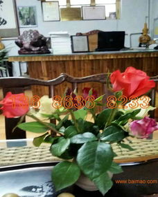 綠意常伴，花期綿長(zhǎng)——揭秘高品質(zhì)宿根草花供應(yīng)商的挑選智慧