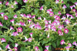 重慶天子農(nóng)業(yè)發(fā)展有限公司花卉種子與種苗產(chǎn)品列表